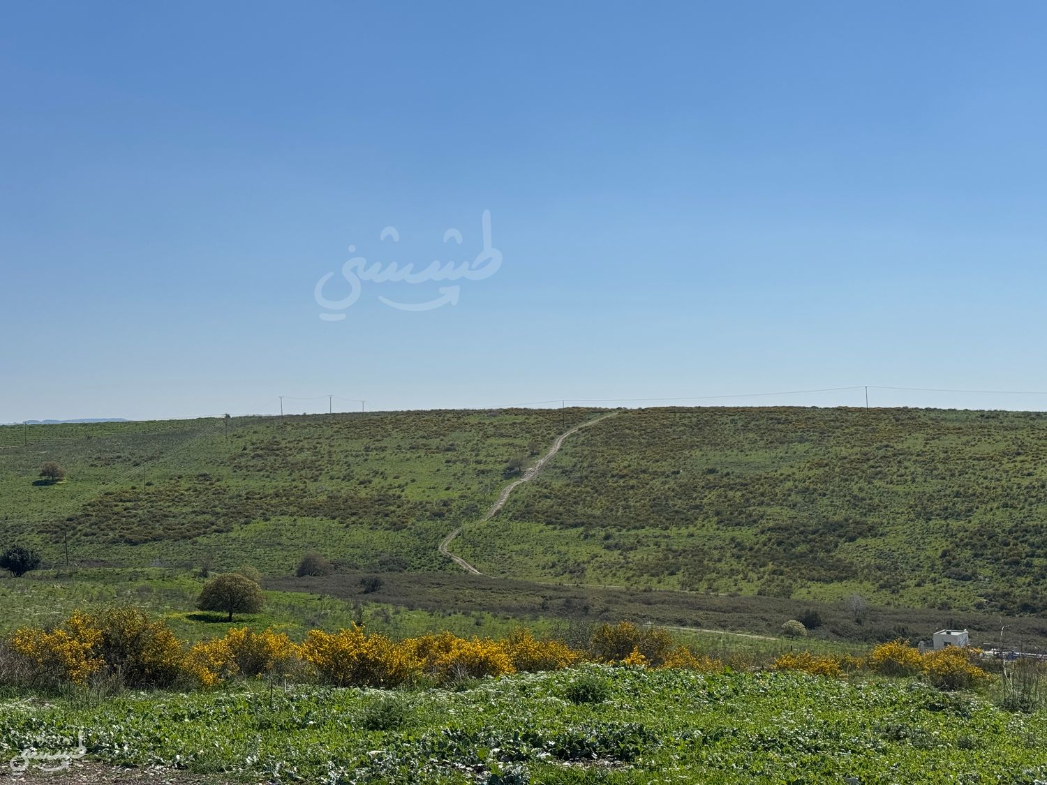 صورة مسار "داليا"