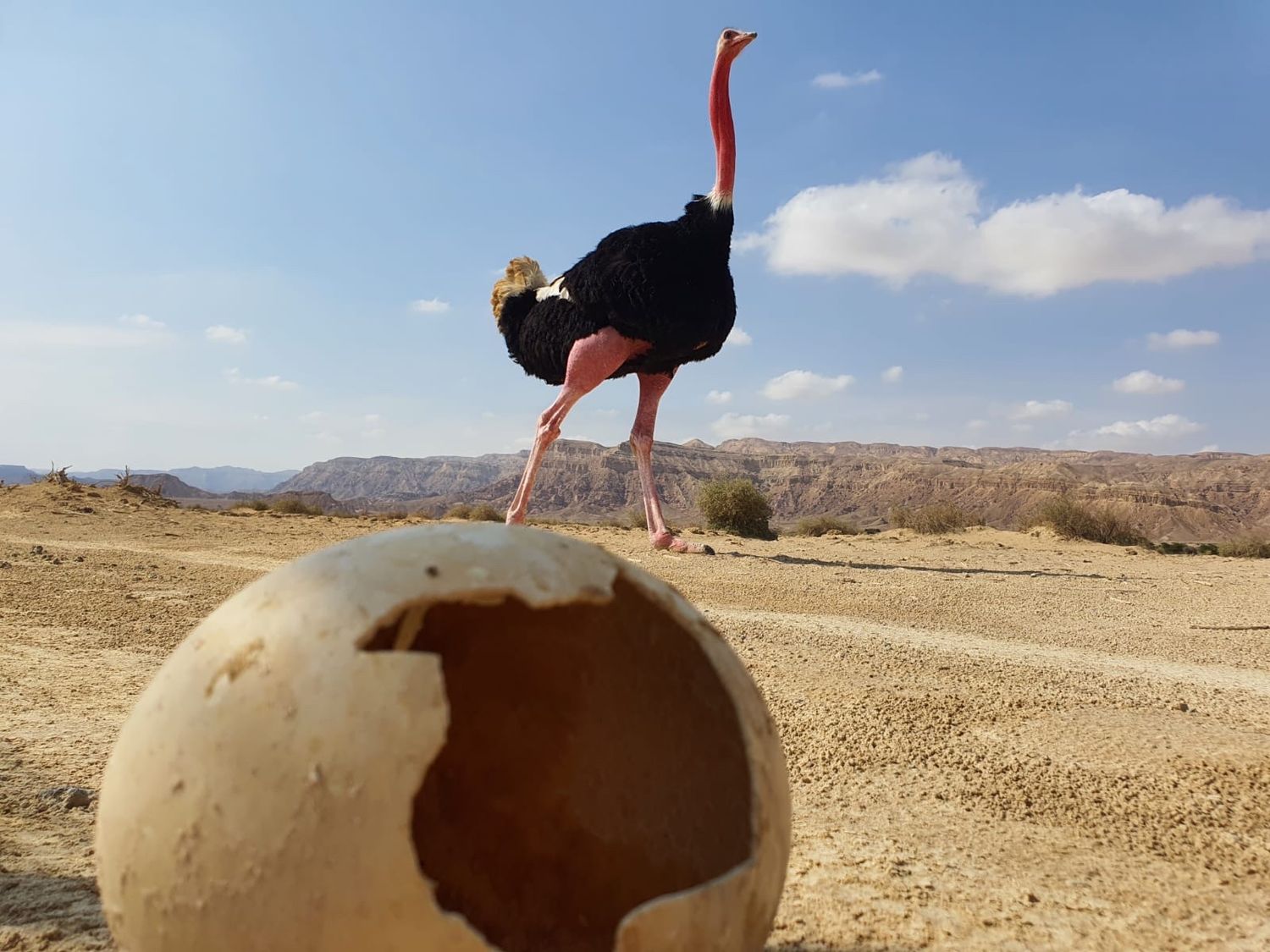 صورة محمية "حاي بار يوتفاتا" الطبيعية 1