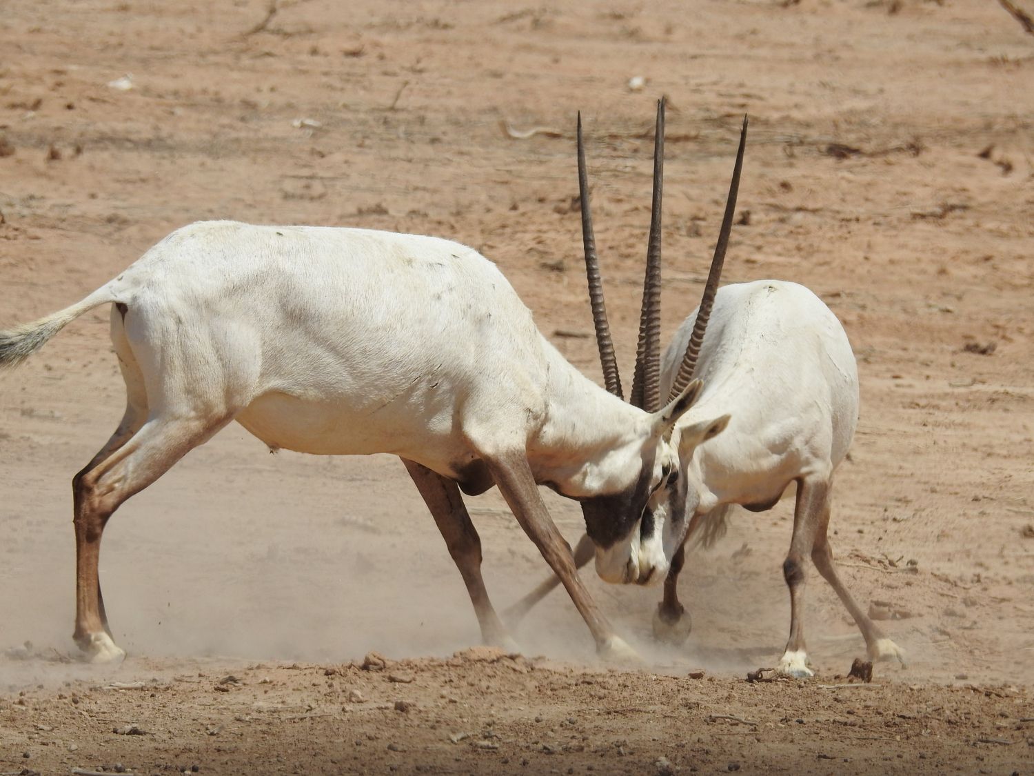 صورة محمية "حاي بار يوتفاتا" الطبيعية