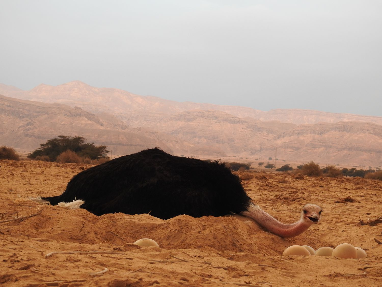 صورة محمية "حاي بار يوتفاتا" الطبيعية 3
