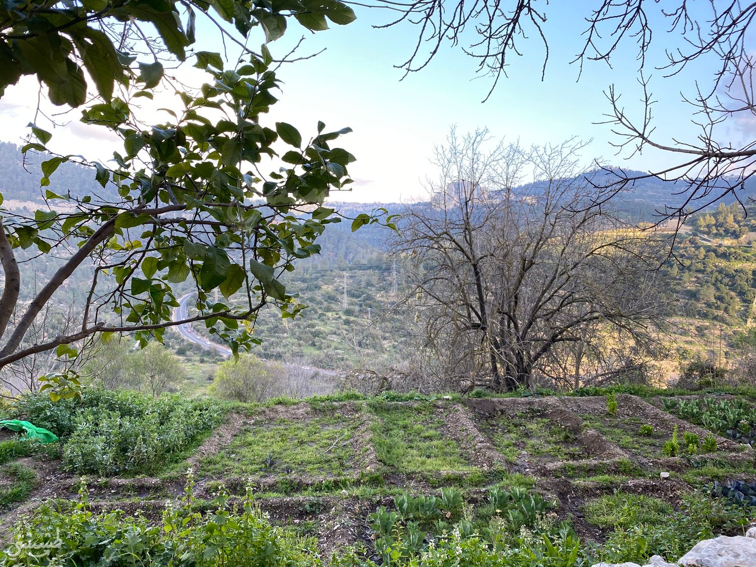 صورة قرية سطاف المهجرة 1