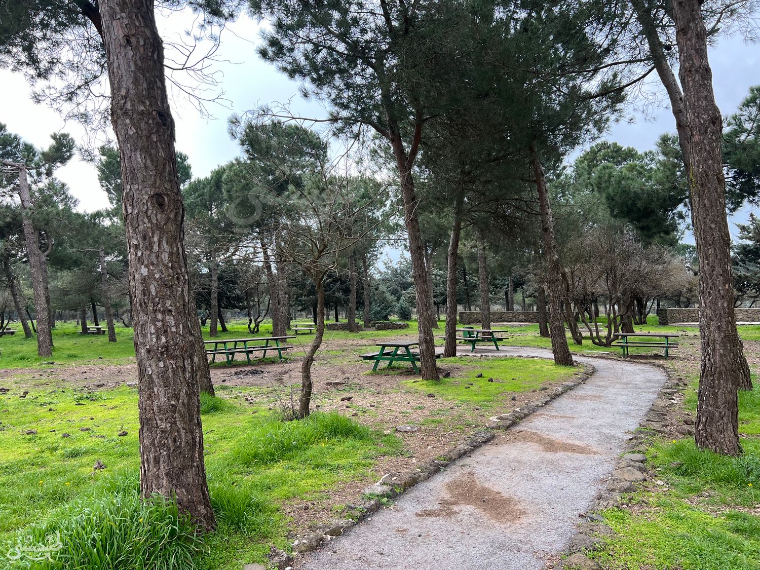صورة احراش بالقرب من بقعاثا 1