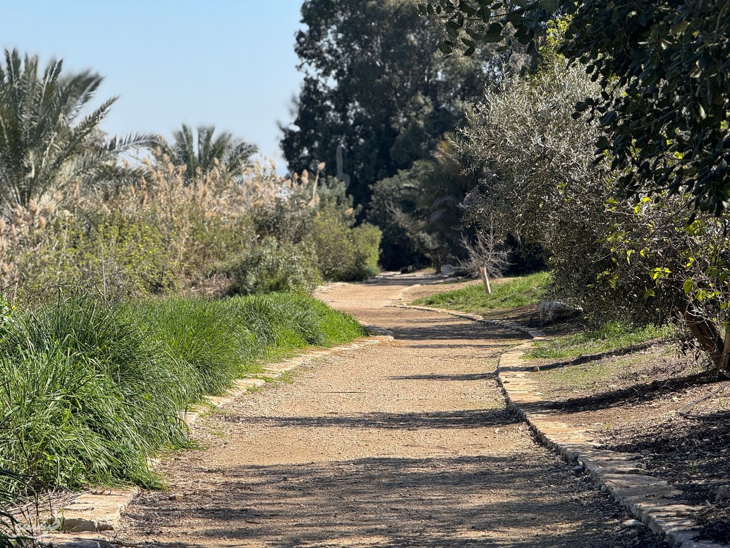 صورة عين جدعونة 3