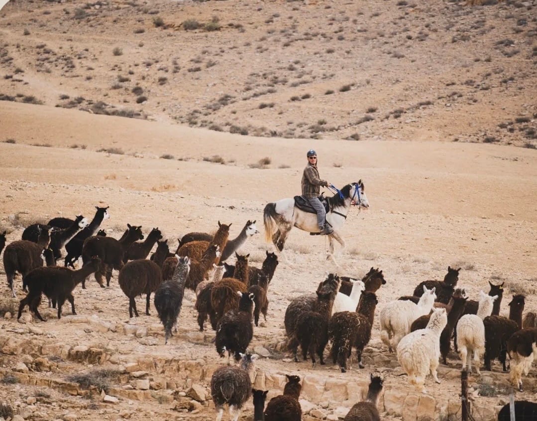 صورة مزرعة الالباكا 2