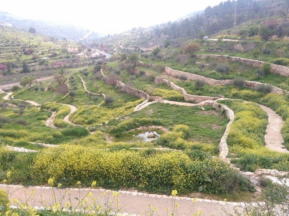 صورة عين العليك  1
