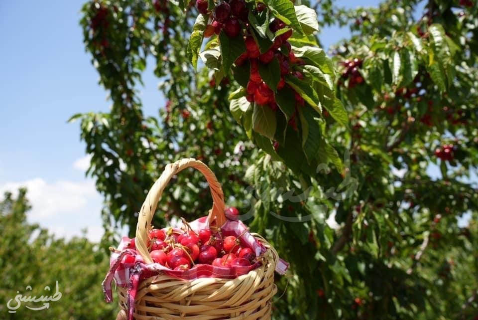 صورة بارك احمودي لقطف الكرز 2