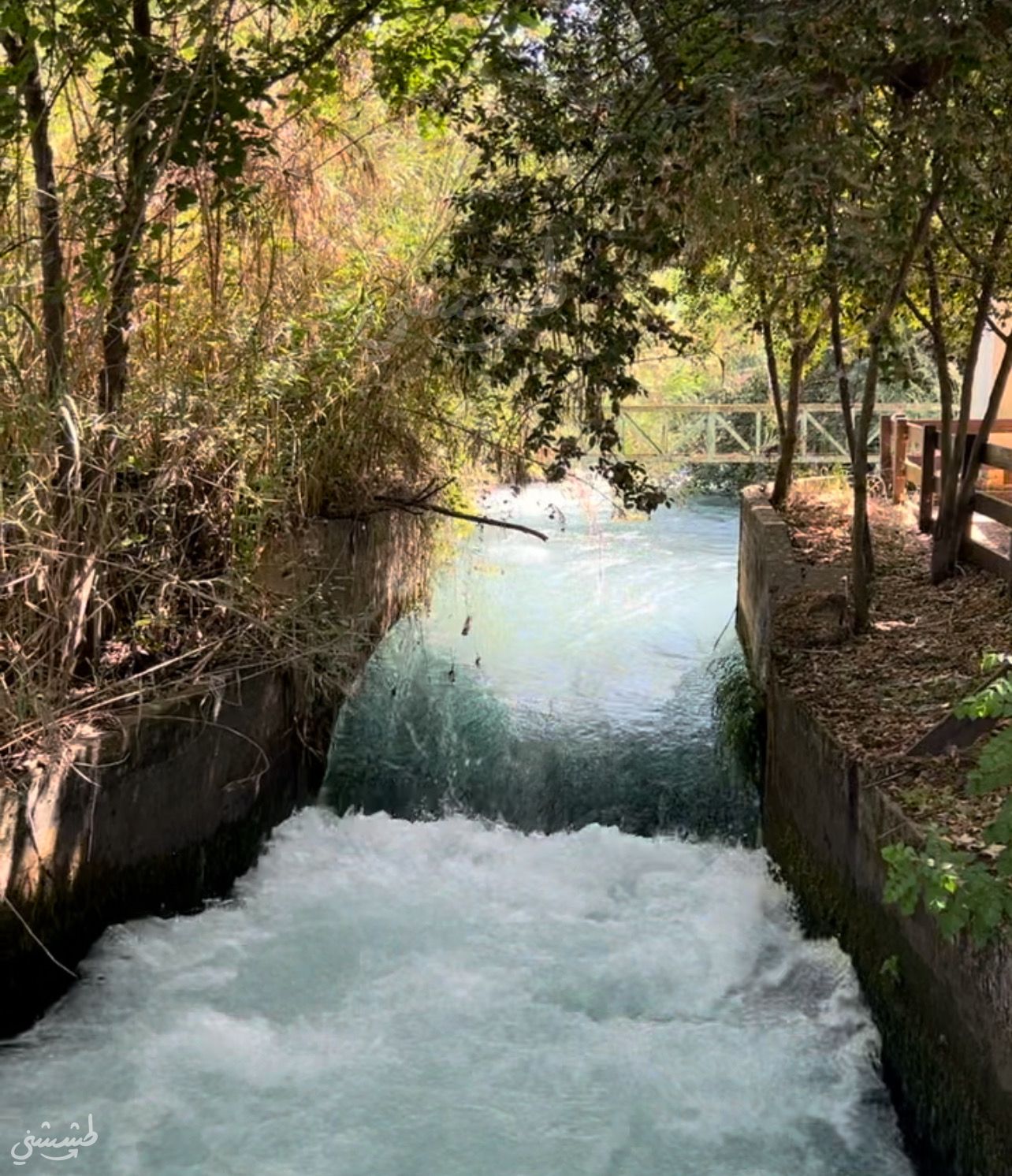 صورة محمية تل القاضي (دان) 1