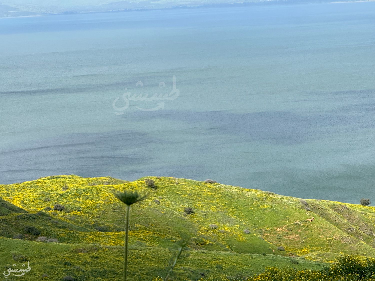 صورة غابة سويسرا 1