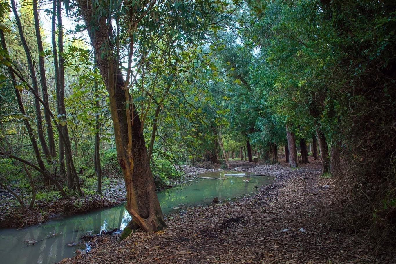 صورة غابة وادي القصب 2