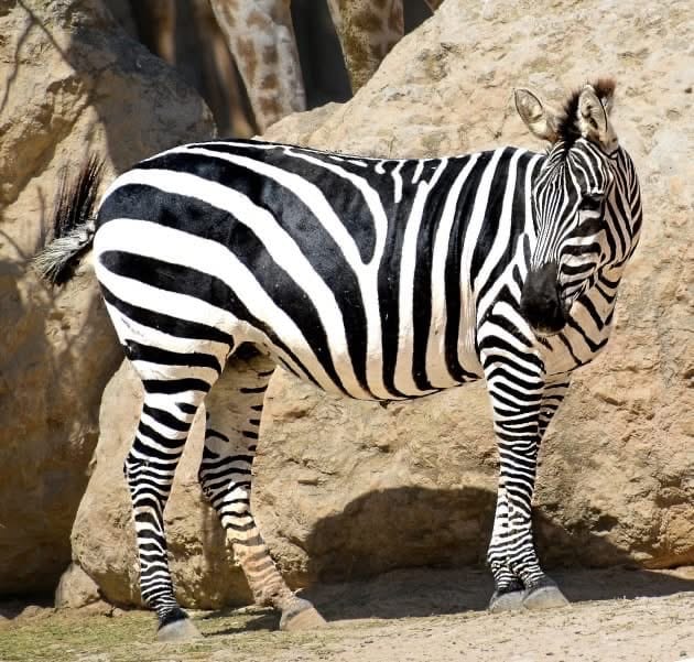 صورة حديقة الحيوانات في القدس 2