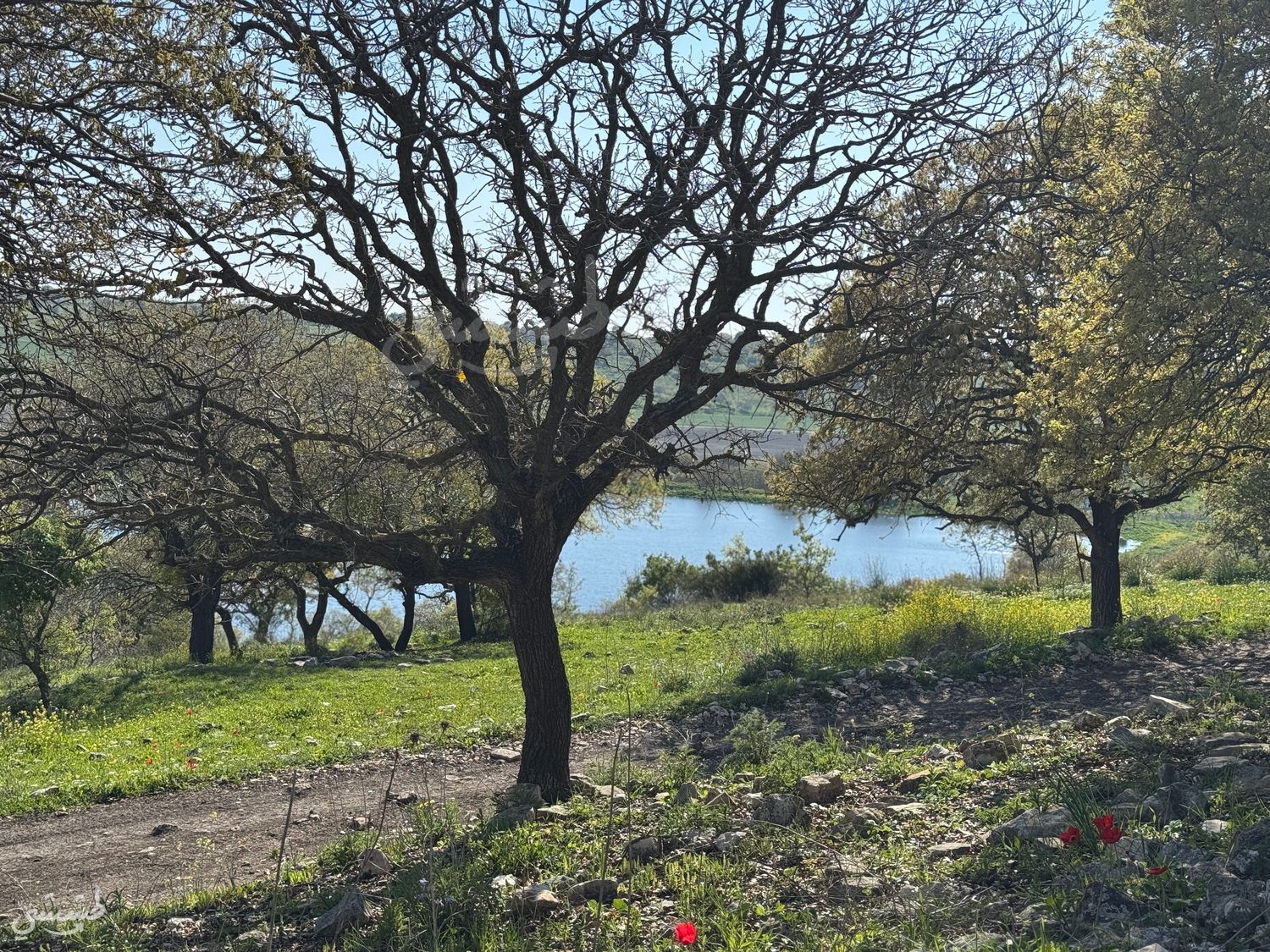 صورة بحيرة الروحة 1