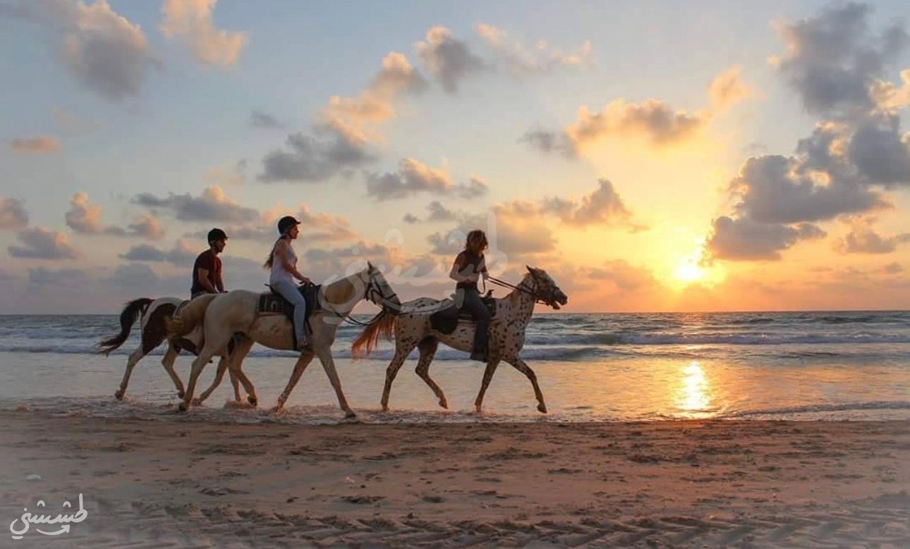 صورة مزرعة الخيل في الطنطورة 3