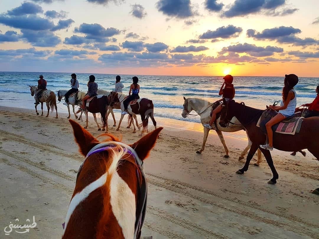 صورة مزرعة الخيل في الطنطورة