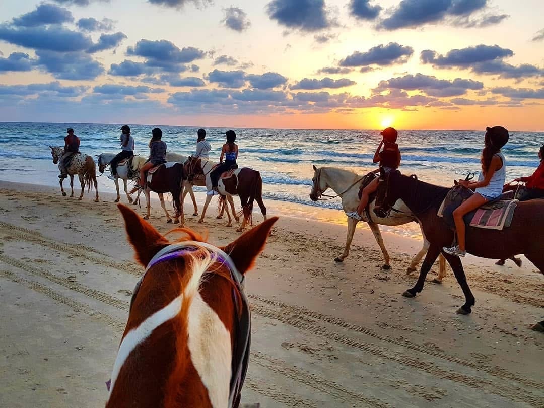 صورة مزرعة الخيل في الطنطورة