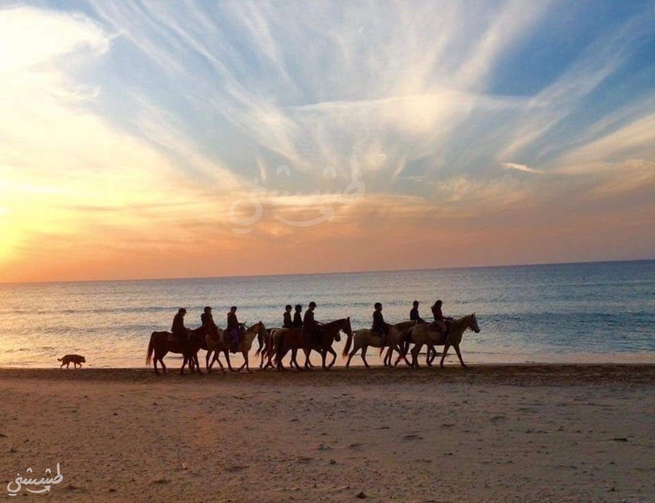 صورة مزرعة الخيل في الطنطورة 1