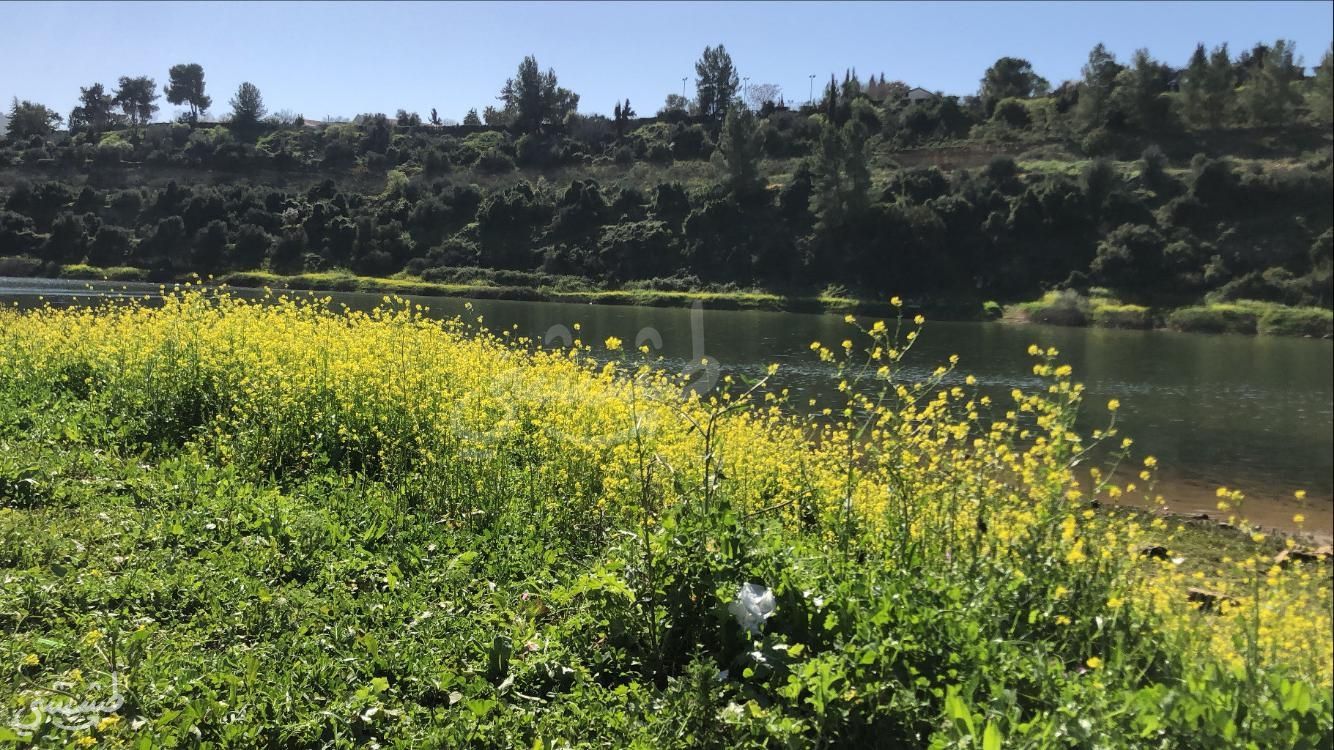 صورة سد وادي الصرار "بيت زايت" 2